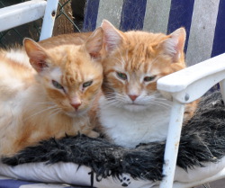 plucky and Harry sharing a chair