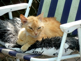 Plucky on the chair
