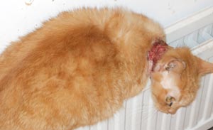 First pic of Plucky